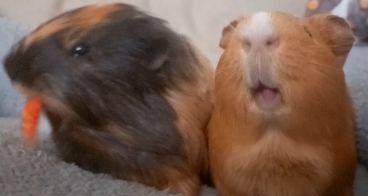 LiklFluffDragon's tweet photo. The boys cannot share😂
https://t.co/Hu3rpKWXdK https://t.co/wuPF4B91E5