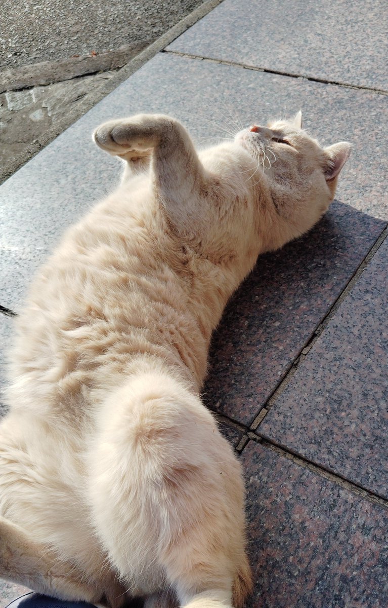 tetsuya32614708's tweet photo. 豪快ですなぁ
#猫 https://t.co/5PawIPdF7w