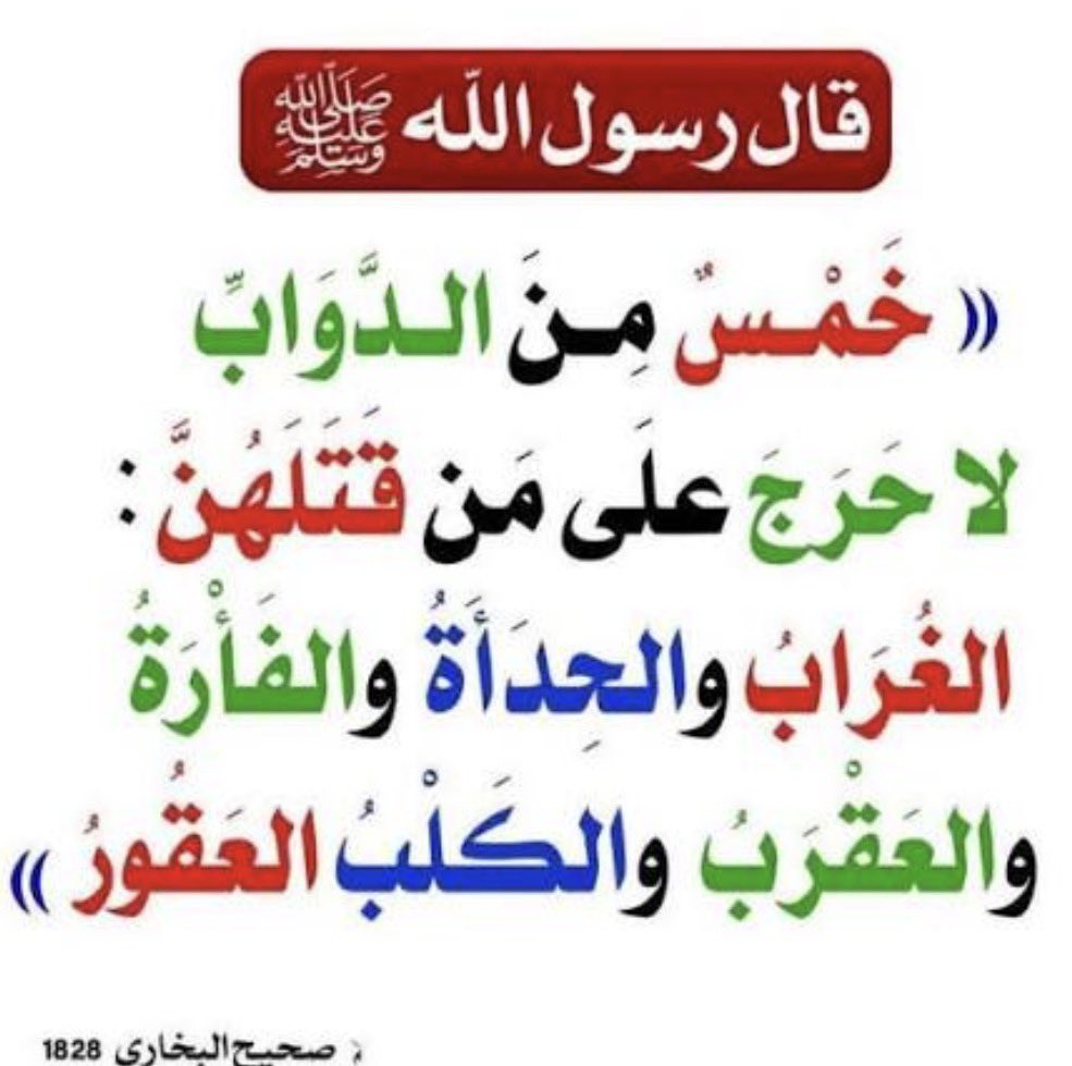 dahemq's tweet photo. #الكلاب_الضالة https://t.co/j9yXi4mHeH