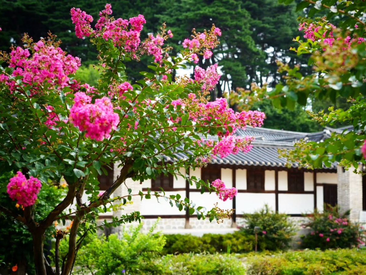 SharanBlenker's tweet photo. The beautiful negative space of a hanok, roof tiles bearing traces of time, and brightly blooming crape myrtle flowers. Let everyday life feel like a journey, and travel as relaxed as everyday life. https://t.co/g8zp09nson