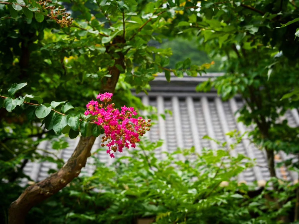 SharanBlenker's tweet photo. The beautiful negative space of a hanok, roof tiles bearing traces of time, and brightly blooming crape myrtle flowers. Let everyday life feel like a journey, and travel as relaxed as everyday life. https://t.co/g8zp09nson