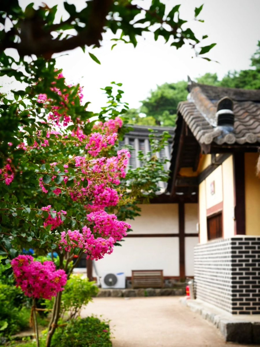SharanBlenker's tweet photo. The beautiful negative space of a hanok, roof tiles bearing traces of time, and brightly blooming crape myrtle flowers. Let everyday life feel like a journey, and travel as relaxed as everyday life. https://t.co/g8zp09nson