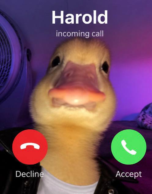 harold_onsol's tweet photo. how fast are u answering this call? https://t.co/dUJKlMERJG