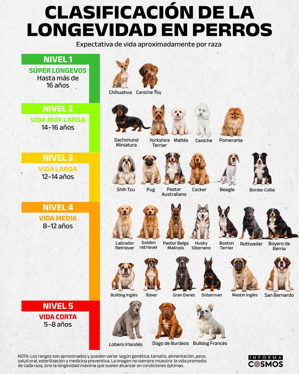 InformaCosmos's tweet photo. La esperanza de vida de los perros puede variar considerablemente según la raza y el tamaño. En general, las razas pequeñas suelen vivir más años que las grandes y gigantes.

Chihuahuas y caniches toy pueden superar los 16 años, mientras dachshunds miniatura, yorkshire terriers, malteses y otros perros pequeños suelen alcanzar entre 14 y 16 años.

En razas grandes como gran danés, mastín inglés o san bernardo la longevidad suele ser menor. Algunas razas presentan una esperanza aproximada de entre 5 y 8 años.

Estos rangos son orientativos: genética, alimentación, peso, ejercicio, cuidados veterinarios y enfermedades pueden hacer que un perro viva más o menos que el promedio de su raza.
