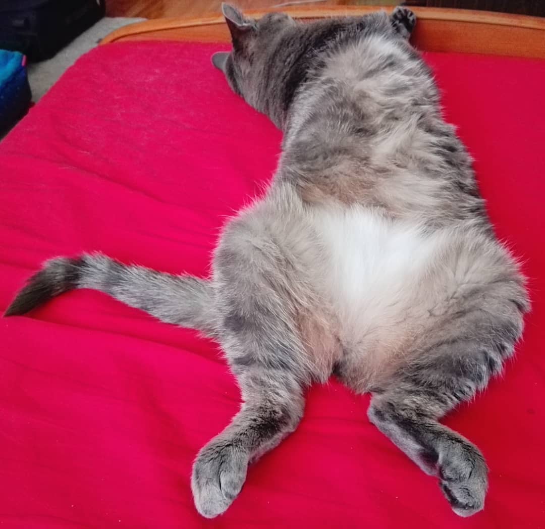 CourtneyFi1a80's tweet photo. Fluffy belly
Soft little tummy https://t.co/r2Dj9rT9ir