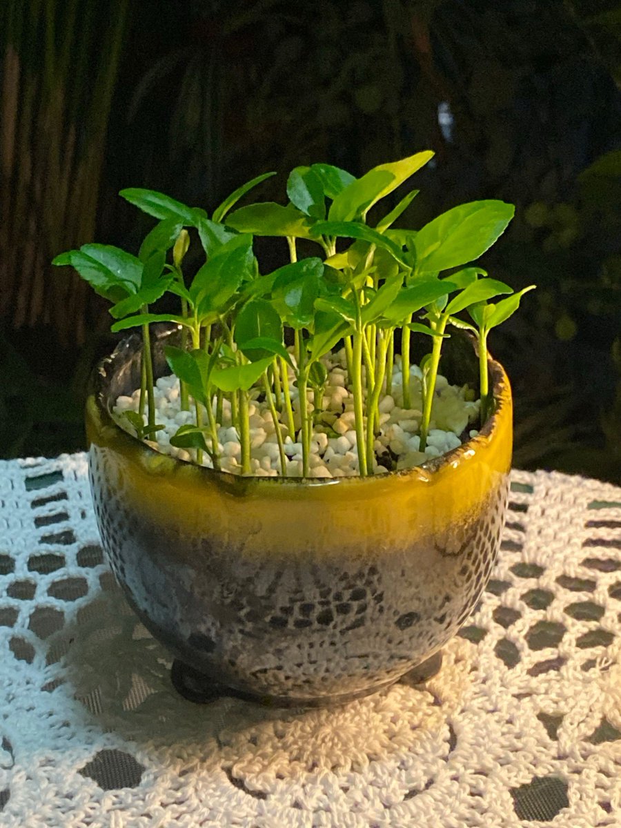 ksy5129's tweet photo. [This day, the gentle care, tender growth and green wisdom in the yard are wrapped up together with a small carbon planter — bringing warm vibes to every ordinary moment!]， https://t.co/teBQXDKm9a