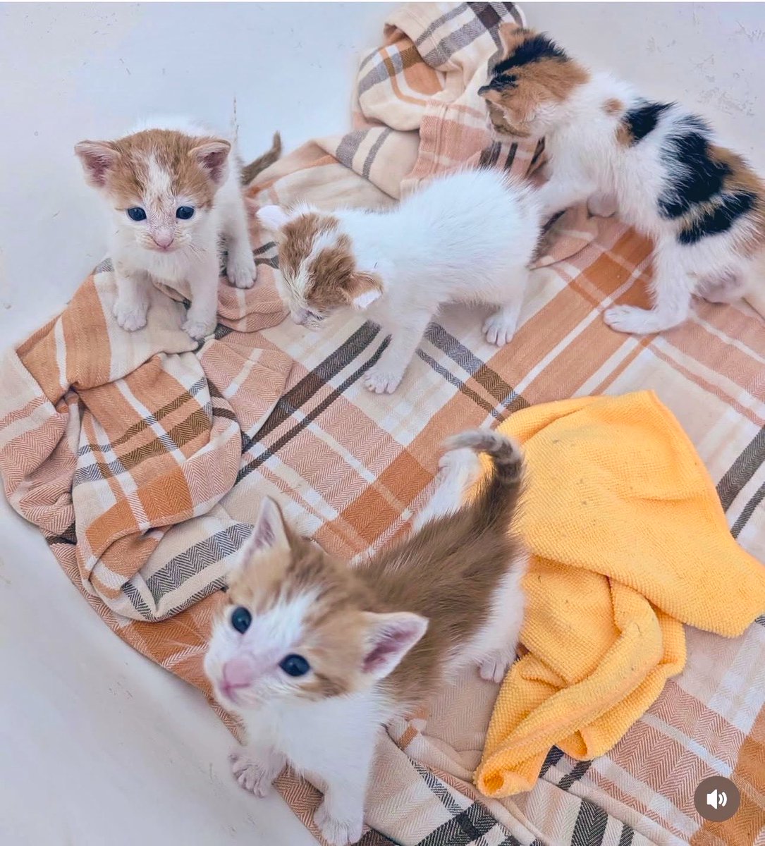 TheCatsMeowInc tweet picture