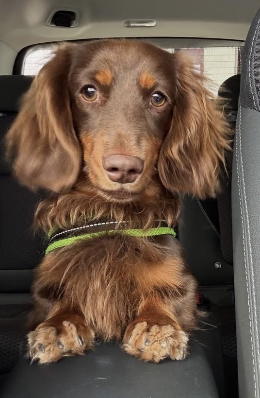 privateeye_pet's tweet photo. 【迷子犬を探しています‼️】

栃木県足利市の足利裁判所南付近付近にて
9月26日から行方不明になりました💦

目撃した方はリプライやDMをいただけますと幸いです🙇‍♂️

名前：ロイ
性別：オス（未去勢）
年齢：1歳
体重：8キロ
特徴：首輪なし
臆病で人見知り
大人の女性が苦手
謦戒心が強い
通常のダックスより大きめ

#迷子犬 #犬 #迷い犬 #栃木県 #足利市 #拡散希望 #迷子ペットを守りたい