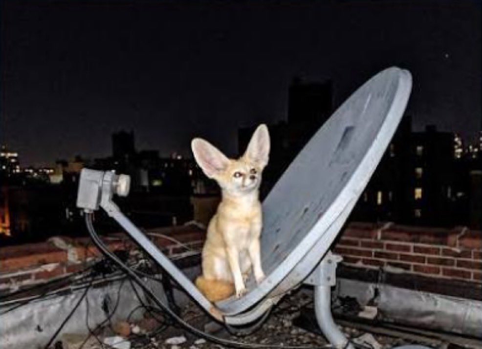 PfennigFops's tweet photo. @astaxol @SawftFox Did someone say radar dish? https://t.co/CGXUGI7AOa