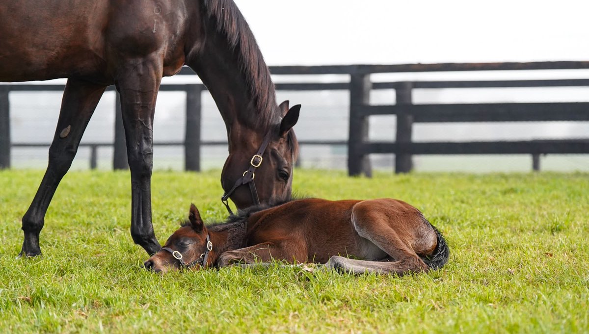 J_Walter23's tweet photo. Great images of Mini Winx ๐๐ #HowGood https://t.co/a1HwgRM9dr