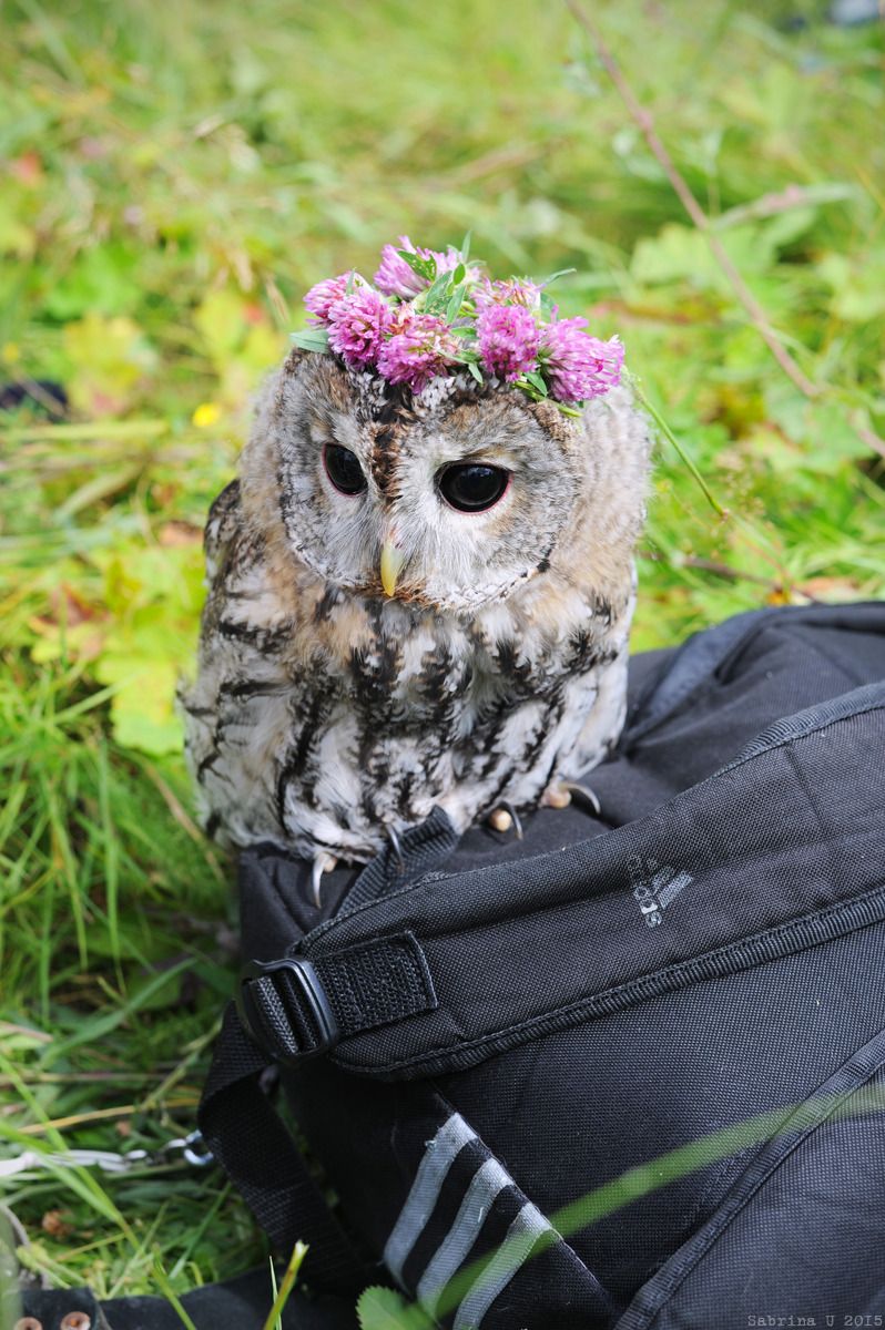 3Owl3Howl3's tweet photo. https://t.co/9JuStKTsrg