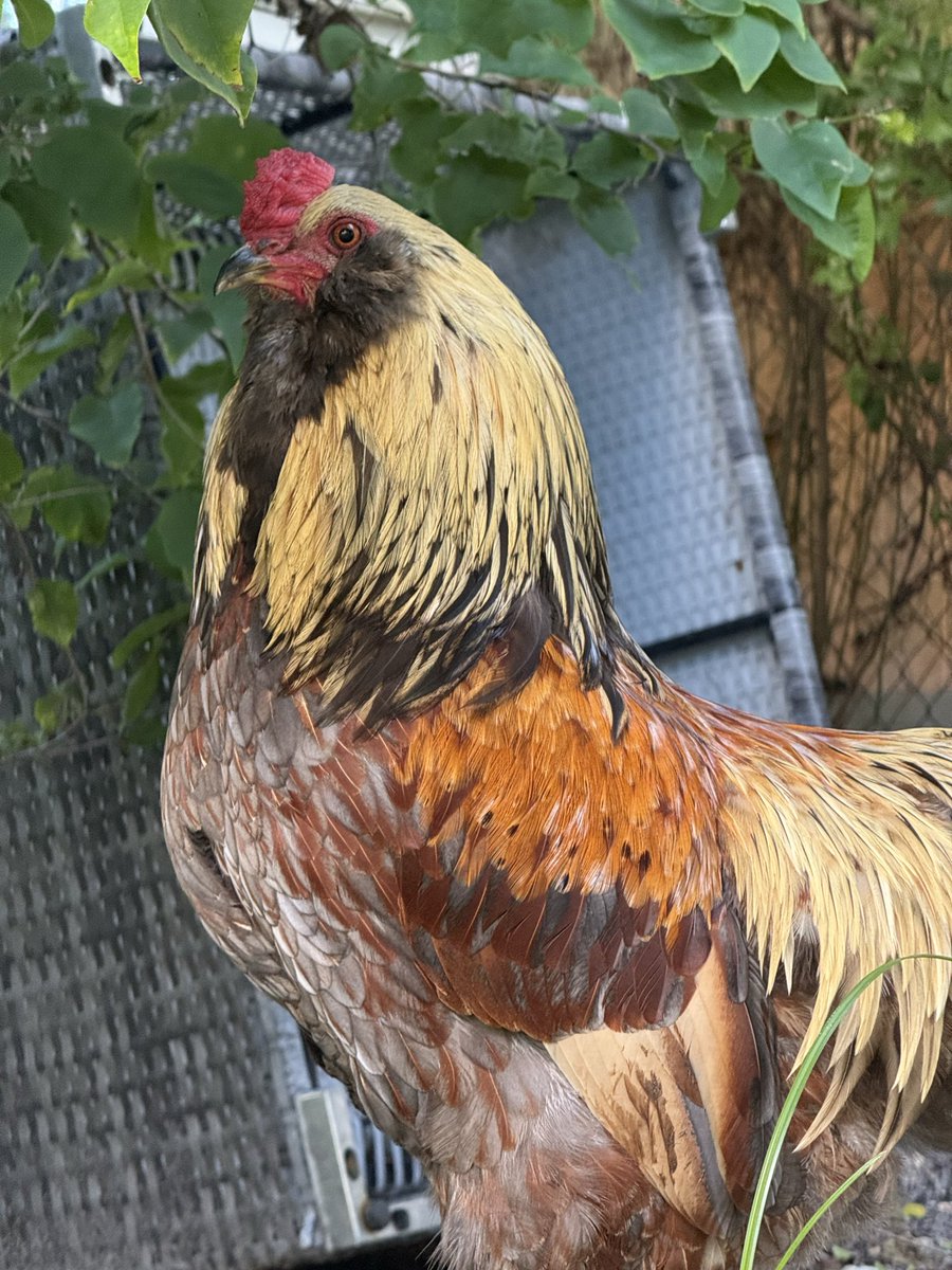 Lukewearechange's tweet photo. Does anyone want a rooster in Miami?

He’s a badass, very protective but I just don’t have enough hens for him, he was a gift to me and I just want to make sure he has a good life. 

You can’t eat him! https://t.co/T74kIjKRID