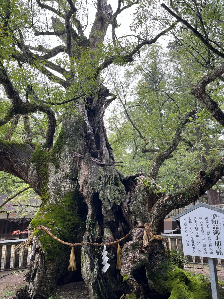 mitsuchance's tweet photo. 大山祇神社⛩️  愛媛県今治市

伊予国一ノ宮です😊

今回の目的の一つですが、雨の中のお参りも穢れが祓える気がして感謝です☔️

御神木さまも樹齢2,600年で、大宮氷川⛩️さんの御鎮座2,500年も驚きましたが、更に驚きます😌🙏✨

日本総鎮守とも称され、義経や弁慶も武具等を奉納されております☺️ https://t.co/xB07VB6Fjw