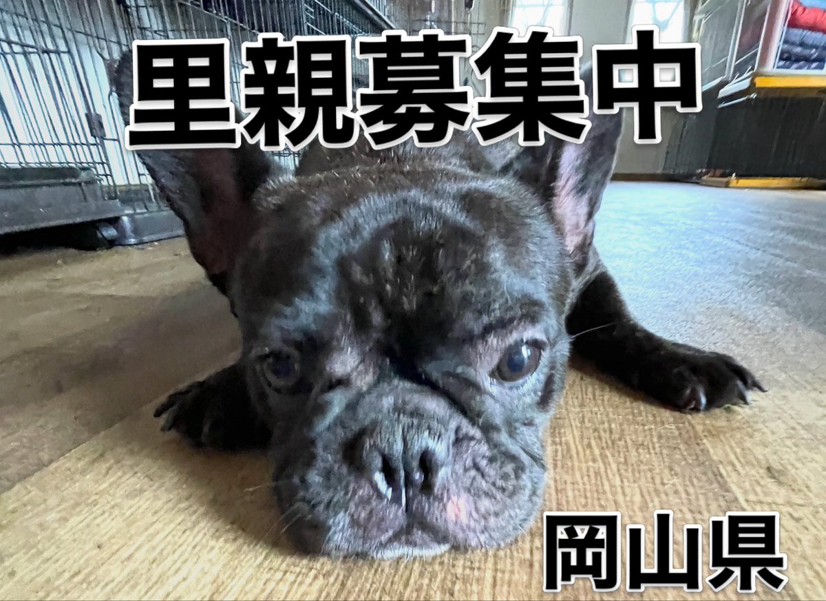 cassy96621's tweet photo. 里親募集中‼️
コスモスちゃん🐾
推定年齢４才🐶

#里親募集中
#保護犬
#フレンチブルドッグ
#殺処分ゼロ https://t.co/HNuhtdJDEc
