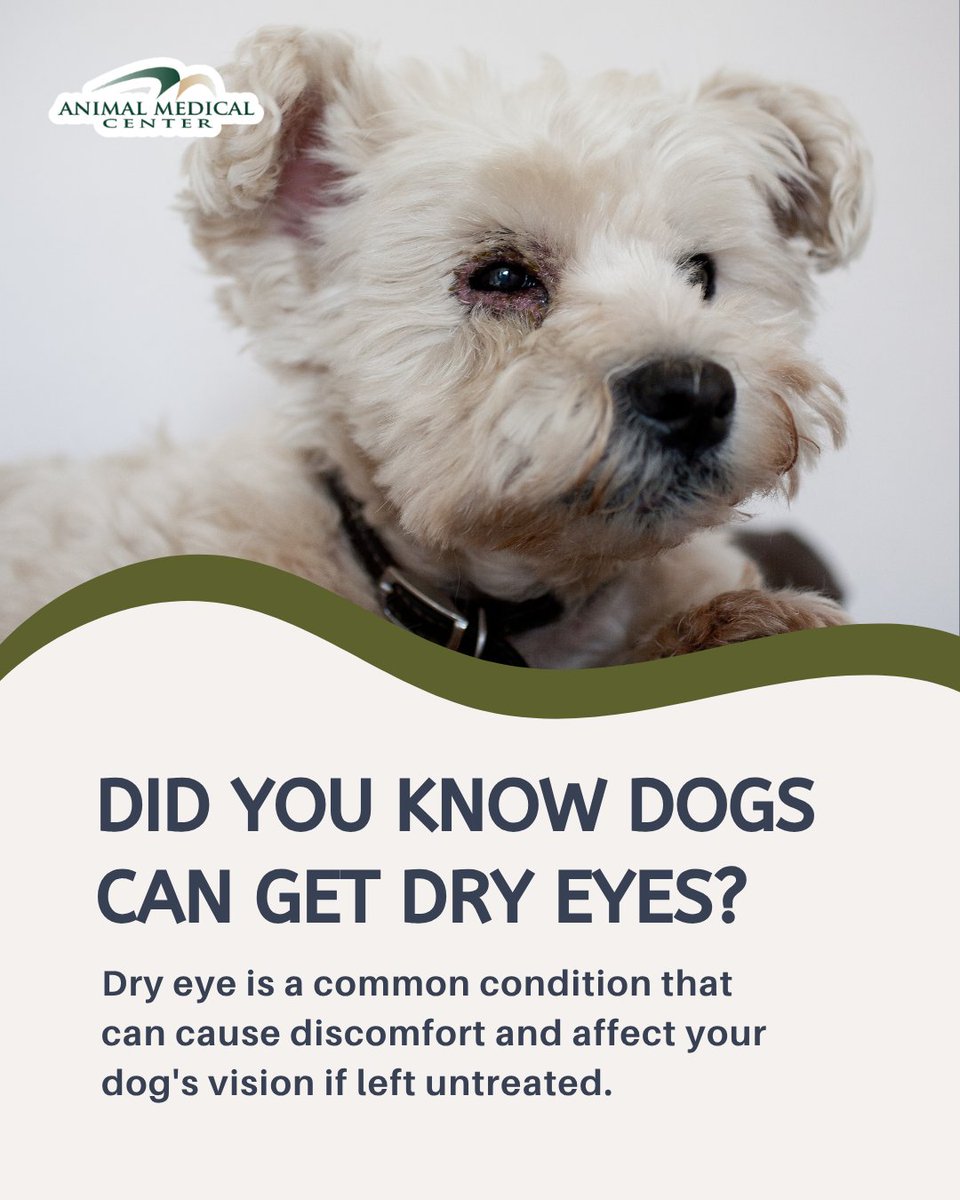 amcofwy's tweet photo. Dry eye isn't just a human condition. 👁️
Dogs can get dry eye (KCS) when they don't produce enough tears. Look out for redness, thick discharge, squinting, or cloudy eyes. Early treatment helps protect their vision!
Schedule online: https://t.co/lvZ08sTweM
#DryEye #DogHealth https://t.co/3MqnQtwLrx