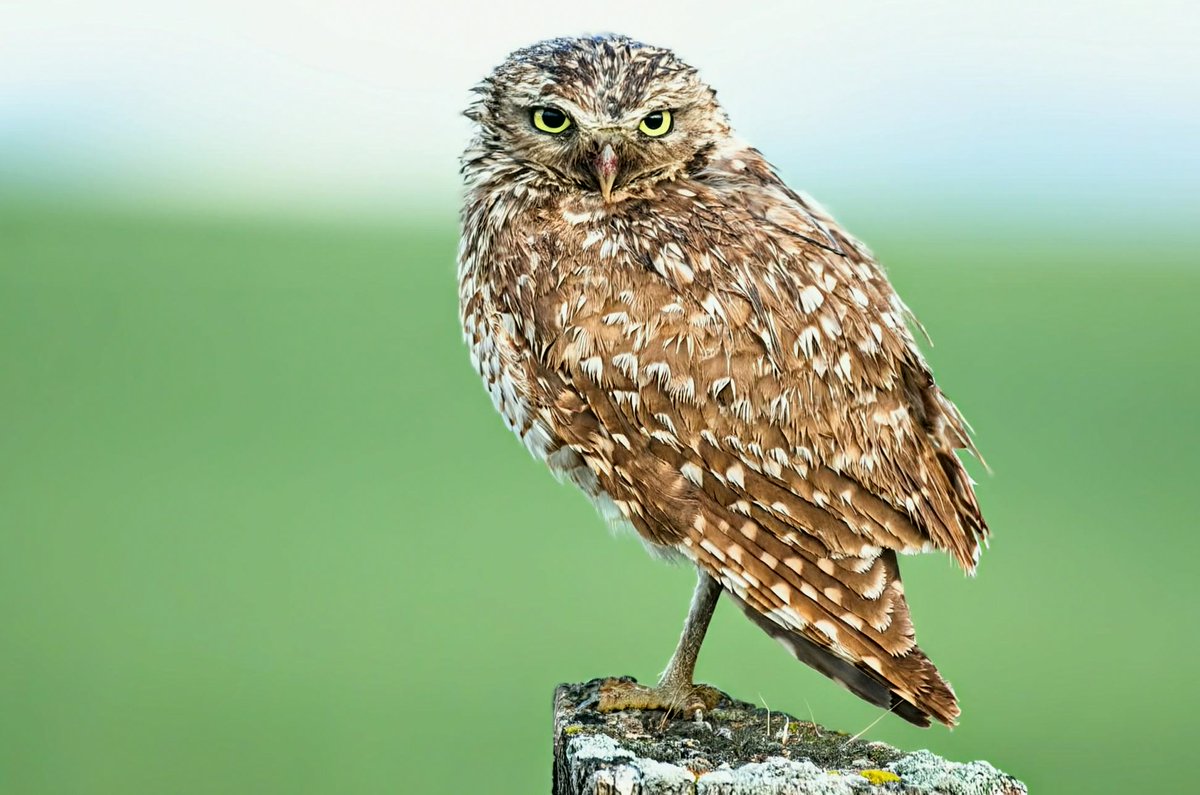 watanabemi6u's tweet photo. Male burrowing owl
#BirdFails #GMMTVFANDAY35 https://t.co/ejRaNaJ1pV