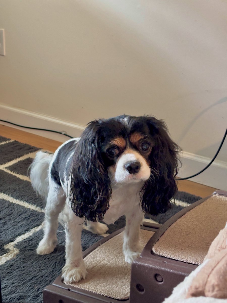 DannieSaltman's tweet photo. That look says, “Are you getting up so I can get on the couch, or do I have to bark? Because I will. https://t.co/Pu5sT1tHkc