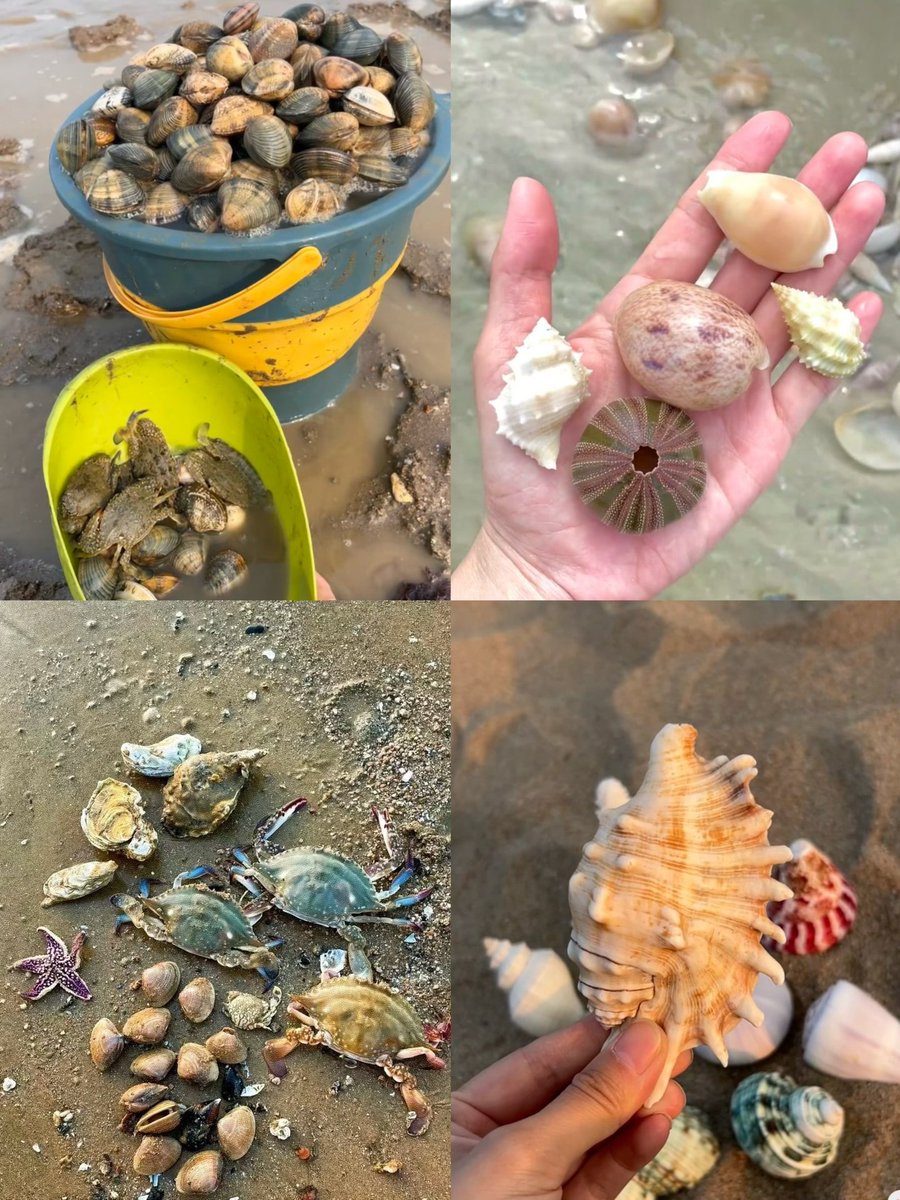 vr5xR56G70bWiiH's tweet photo. [Today's little mishap at the seaside: the clams we found by the shore unexpectedly got tiny fallen buds stuck on them, making them look even more lovely!] https://t.co/246x7lWPYy