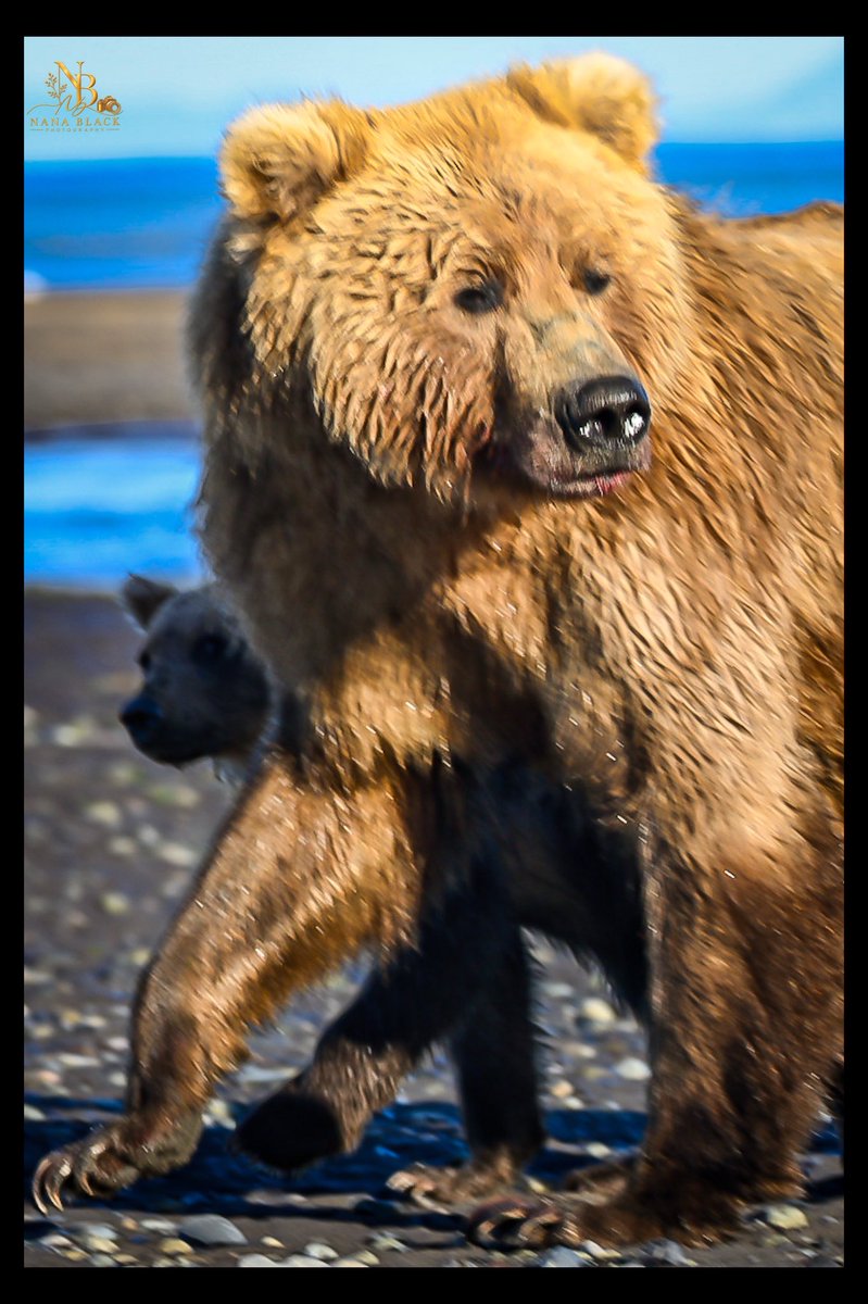 drkathiemblack's tweet photo. Yesterday brought splashes, fishing, and Shaggy Bearās arrival. Today, a quieter look at the bears leads us back to Belle and her two cubs in the shallows.
ā¢
More from our second day in Katmai.
ā¢
#Katmai #AlaskaBears #BrownBears #BearFamily #WildlifePhotography https://t.co/E3u4d1UxmW
