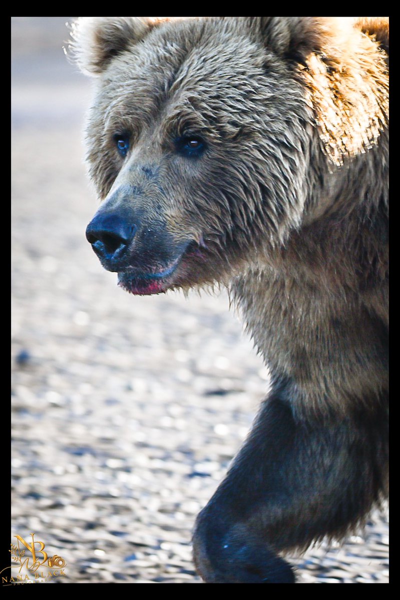 drkathiemblack's tweet photo. Yesterday brought splashes, fishing, and Shaggy Bearās arrival. Today, a quieter look at the bears leads us back to Belle and her two cubs in the shallows.
ā¢
More from our second day in Katmai.
ā¢
#Katmai #AlaskaBears #BrownBears #BearFamily #WildlifePhotography https://t.co/E3u4d1UxmW