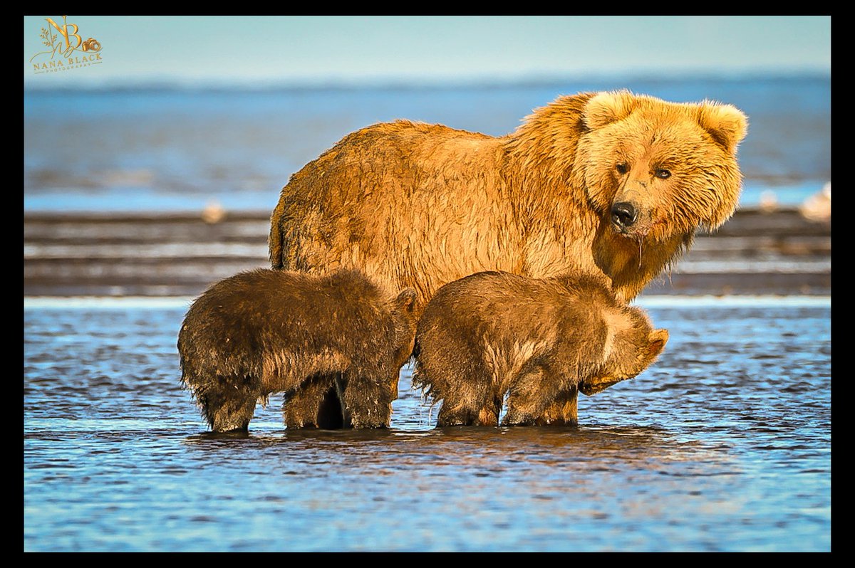 drkathiemblack's tweet photo. Yesterday brought splashes, fishing, and Shaggy Bearās arrival. Today, a quieter look at the bears leads us back to Belle and her two cubs in the shallows.
ā¢
More from our second day in Katmai.
ā¢
#Katmai #AlaskaBears #BrownBears #BearFamily #WildlifePhotography https://t.co/E3u4d1UxmW