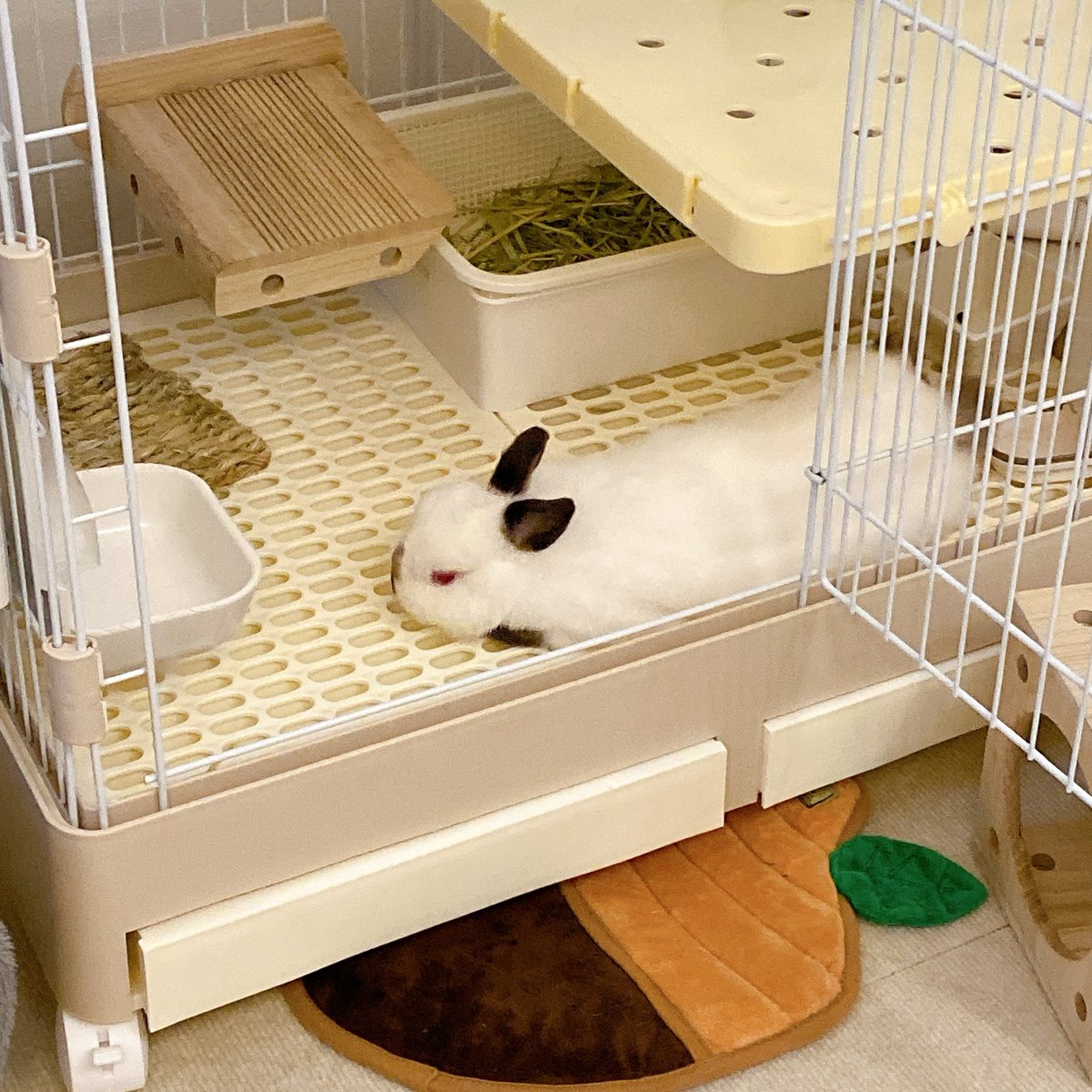 shingen251209's tweet photo. うさぎ飼い147日目
体重811g

今日はやたら人間の顔を覗き込んでくるので撫で待ちかな？しかたないな☺️と向かったらドカ寝をかます信玄さん
要求はオヤツだったのかもしれない https://t.co/XReQUeKFda
