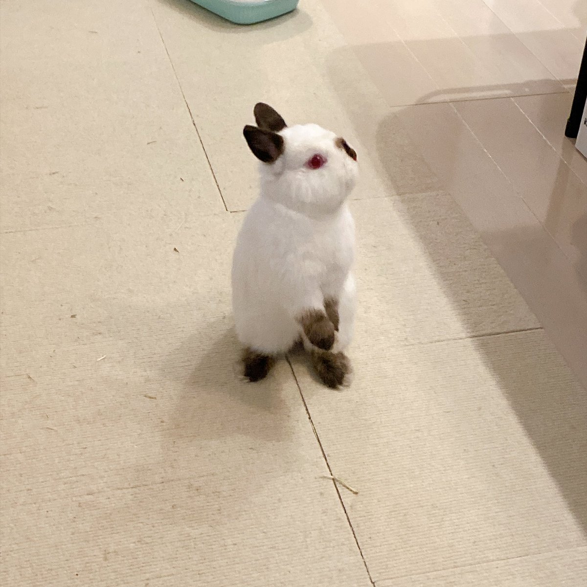 shingen251209's tweet photo. うさぎ飼い147日目
体重811g

今日はやたら人間の顔を覗き込んでくるので撫で待ちかな？しかたないな☺️と向かったらドカ寝をかます信玄さん
要求はオヤツだったのかもしれない https://t.co/XReQUeKFda