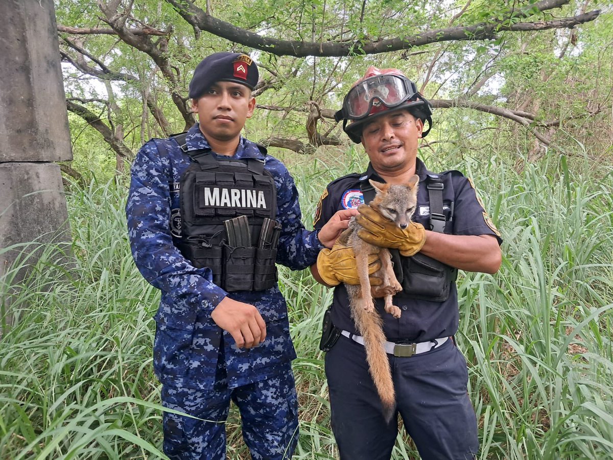 Ejercito_GT's tweet photo. Protección de la fauna silvestre 🦊🌿

El Comando Naval del Pacífico, en coordinación con Bomberos Municipales, realizó la liberación de un zorro gris, con el objetivo de garantizar su protección y retorno seguro a su entorno natural.

Esta acción reafirma el compromiso del #EjércitoGT con la conservación de la fauna silvestre y el cuidado de los recursos naturales. 

#EjércitoGT #EstamosCumpliendo