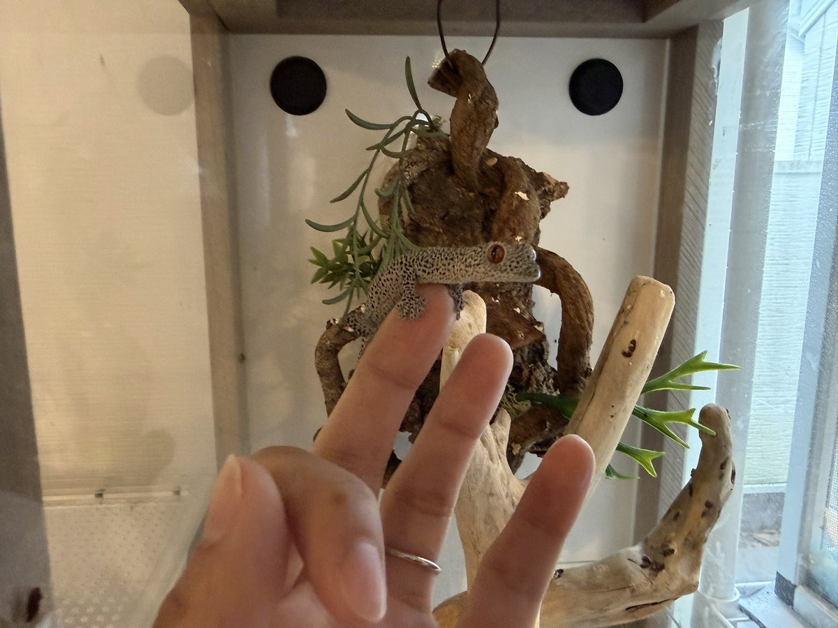 rinmei_g's tweet photo. 可愛いヤモリ💕
#ヤモリ #キスジイシヤモリ #爬虫類 #reptiles https://t.co/fb6JiBdoVS