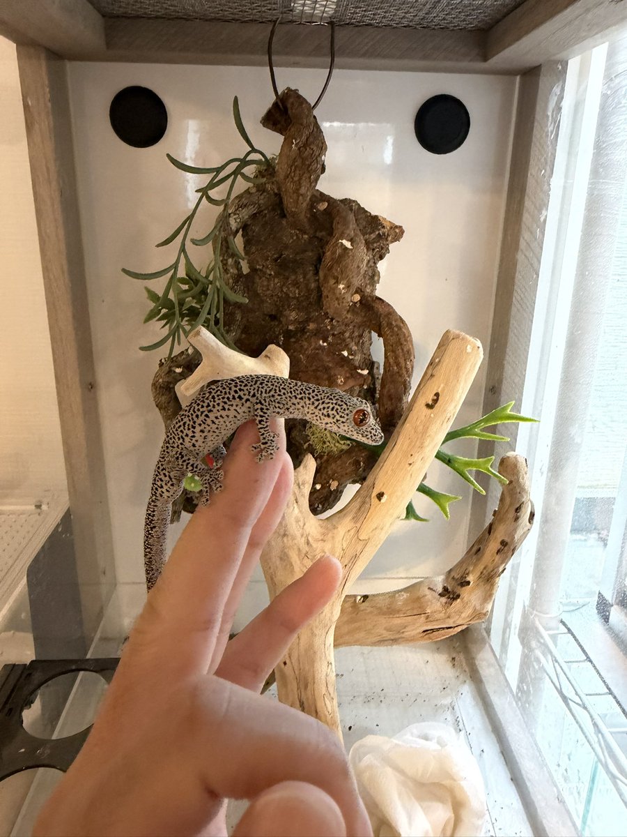 rinmei_g's tweet photo. 可愛いヤモリ💕
#ヤモリ #キスジイシヤモリ #爬虫類 #reptiles https://t.co/fb6JiBdoVS