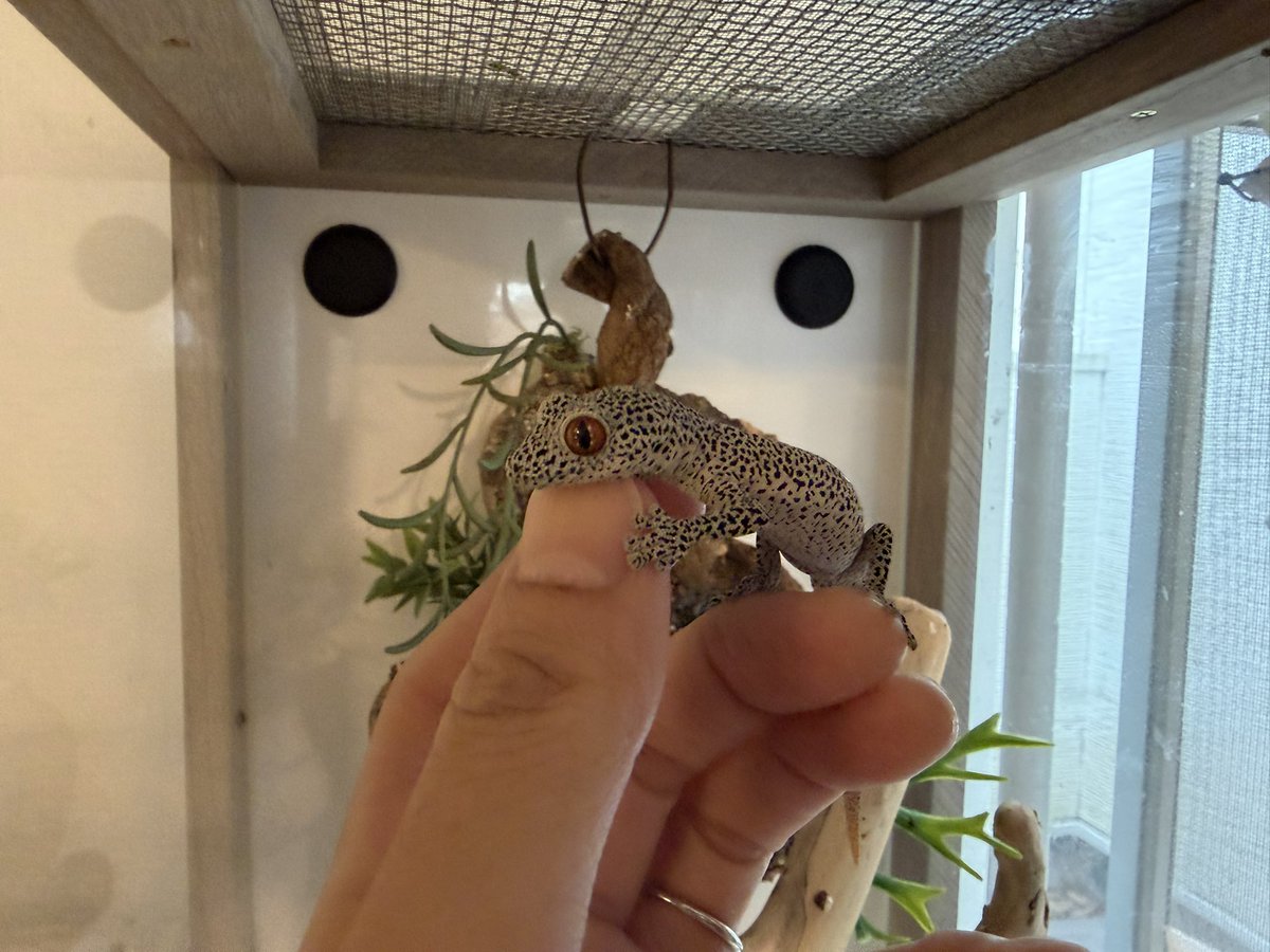 rinmei_g's tweet photo. 可愛いヤモリ💕
#ヤモリ #キスジイシヤモリ #爬虫類 #reptiles https://t.co/fb6JiBdoVS