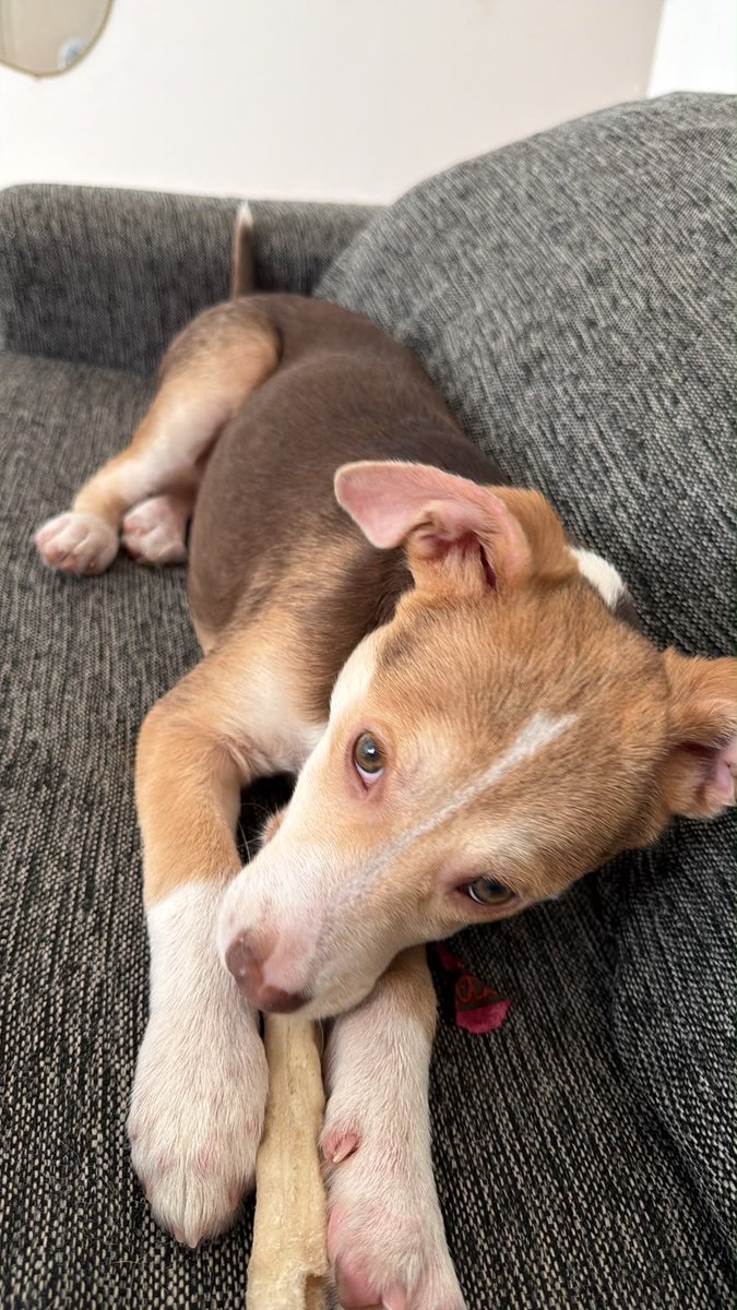 balcanizada's tweet photo. 🚨TRÁNSITO O ADOPCIÓN URGENTE

Cachorro de 4 meses. Está en Caballito.

La persona que lo está reteniendo ya no puede seguir teniéndolo en su edificio, por lo que necesitamos resolver su situación con urgencia.

1154163435 (Maru) https://t.co/SKaHSVZtia