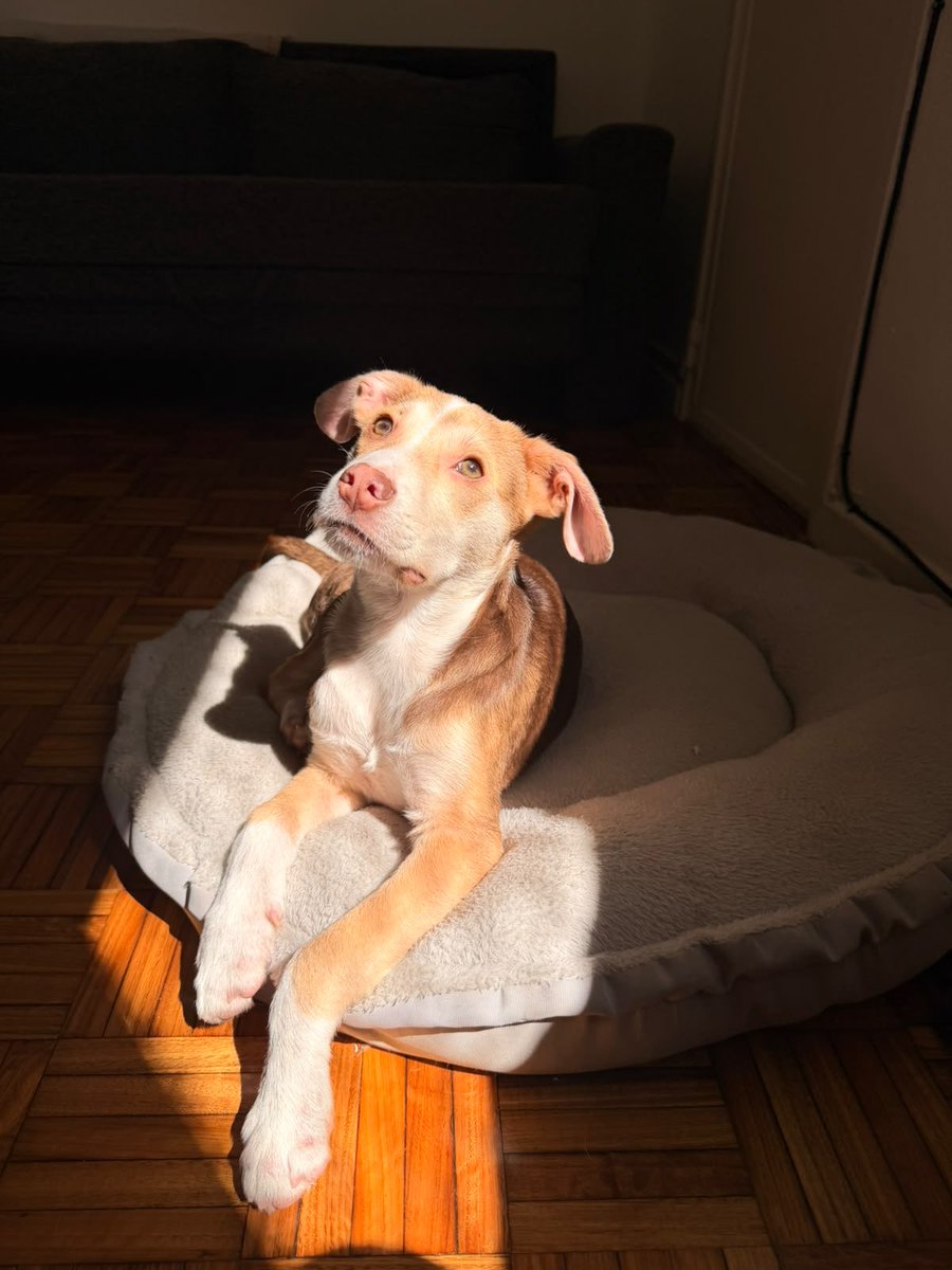 balcanizada's tweet photo. 🚨TRÁNSITO O ADOPCIÓN URGENTE

Cachorro de 4 meses. Está en Caballito.

La persona que lo está reteniendo ya no puede seguir teniéndolo en su edificio, por lo que necesitamos resolver su situación con urgencia.

1154163435 (Maru) https://t.co/SKaHSVZtia