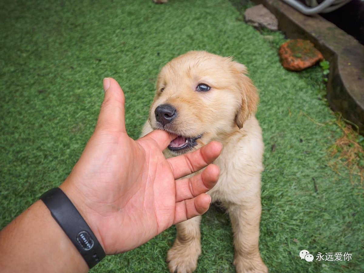 EulaCarradzmb1's tweet photo. My little pup grew 2 inches in a month—those puppy claws and silly zoomies will always be my favorite parts of pet parenthood ， https://t.co/W4R6us8zhF
