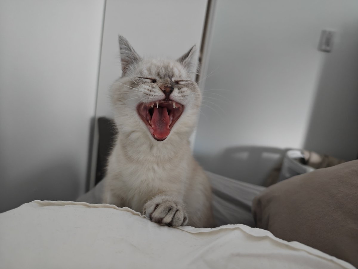 tmmcsnef's tweet photo. This how she be laughing at my jokes https://t.co/CP83d2zDg6