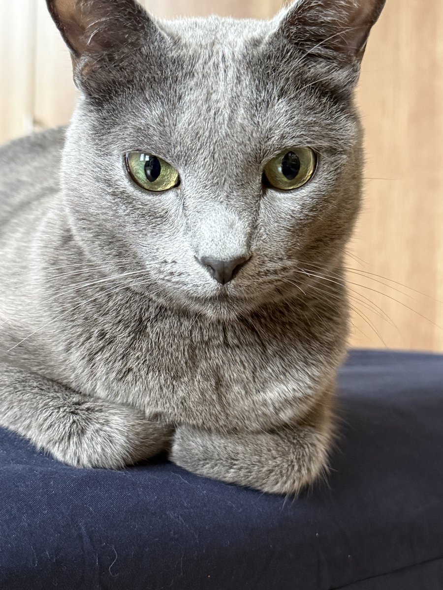 okidora1215's tweet photo. まったりしてます🤭🐈‍⬛ https://t.co/aRMbd2rXNY