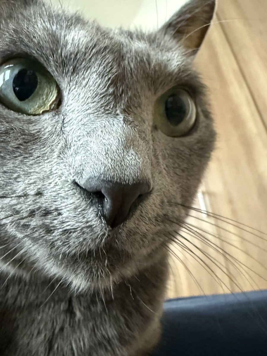 okidora1215's tweet photo. まったりしてます🤭🐈‍⬛ https://t.co/aRMbd2rXNY
