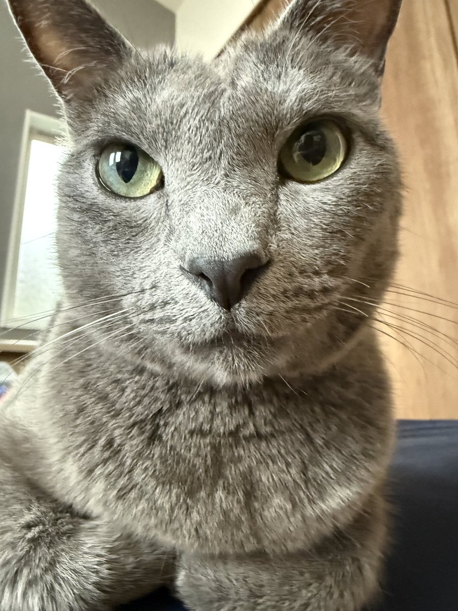 okidora1215's tweet photo. まったりしてます🤭🐈‍⬛ https://t.co/aRMbd2rXNY