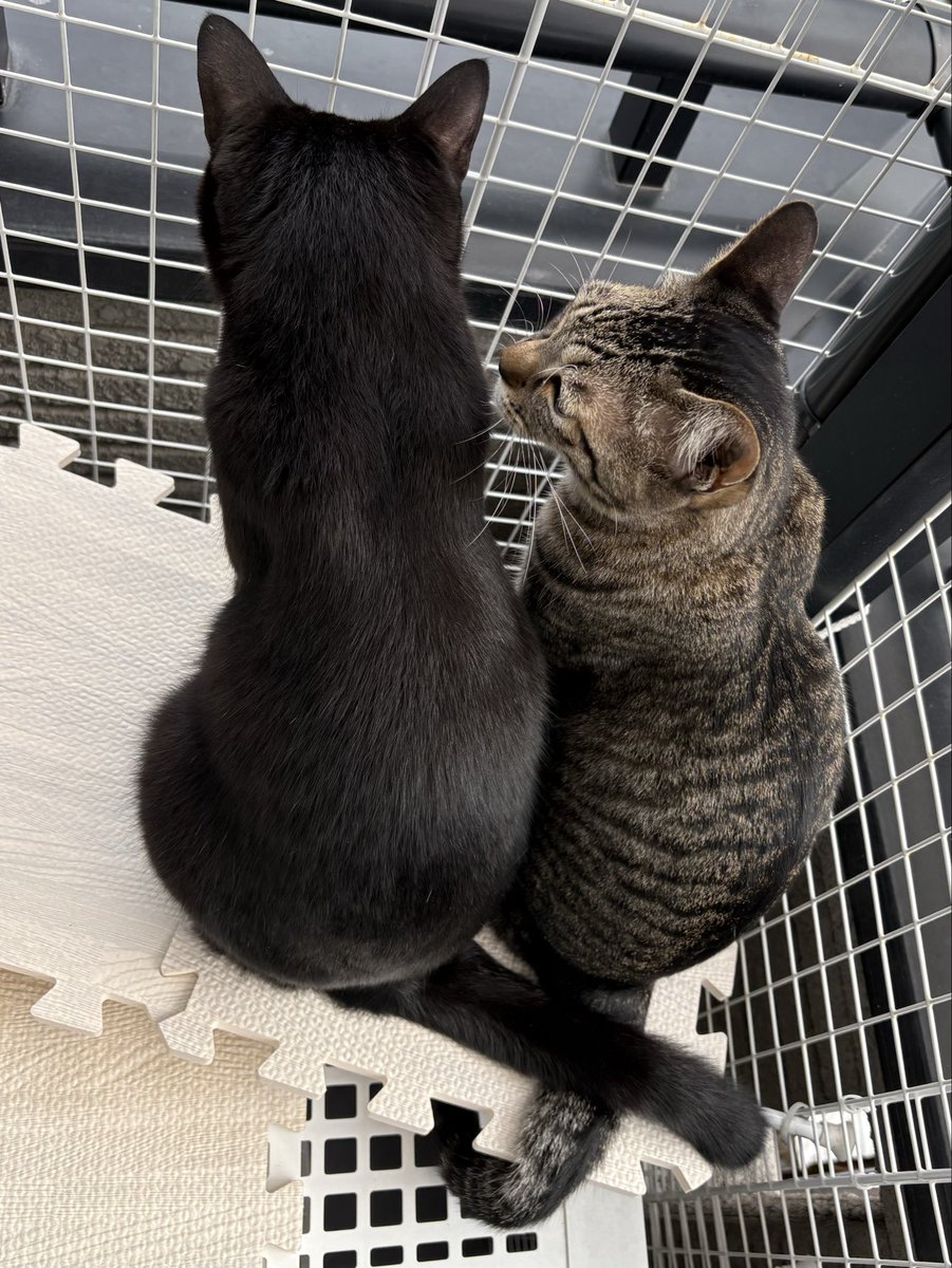 donadona195's tweet photo. しっぽも仲良し

＃猫のいる日常
＃黒猫　　　＃キジトラ猫 https://t.co/OSTM2XwwKx