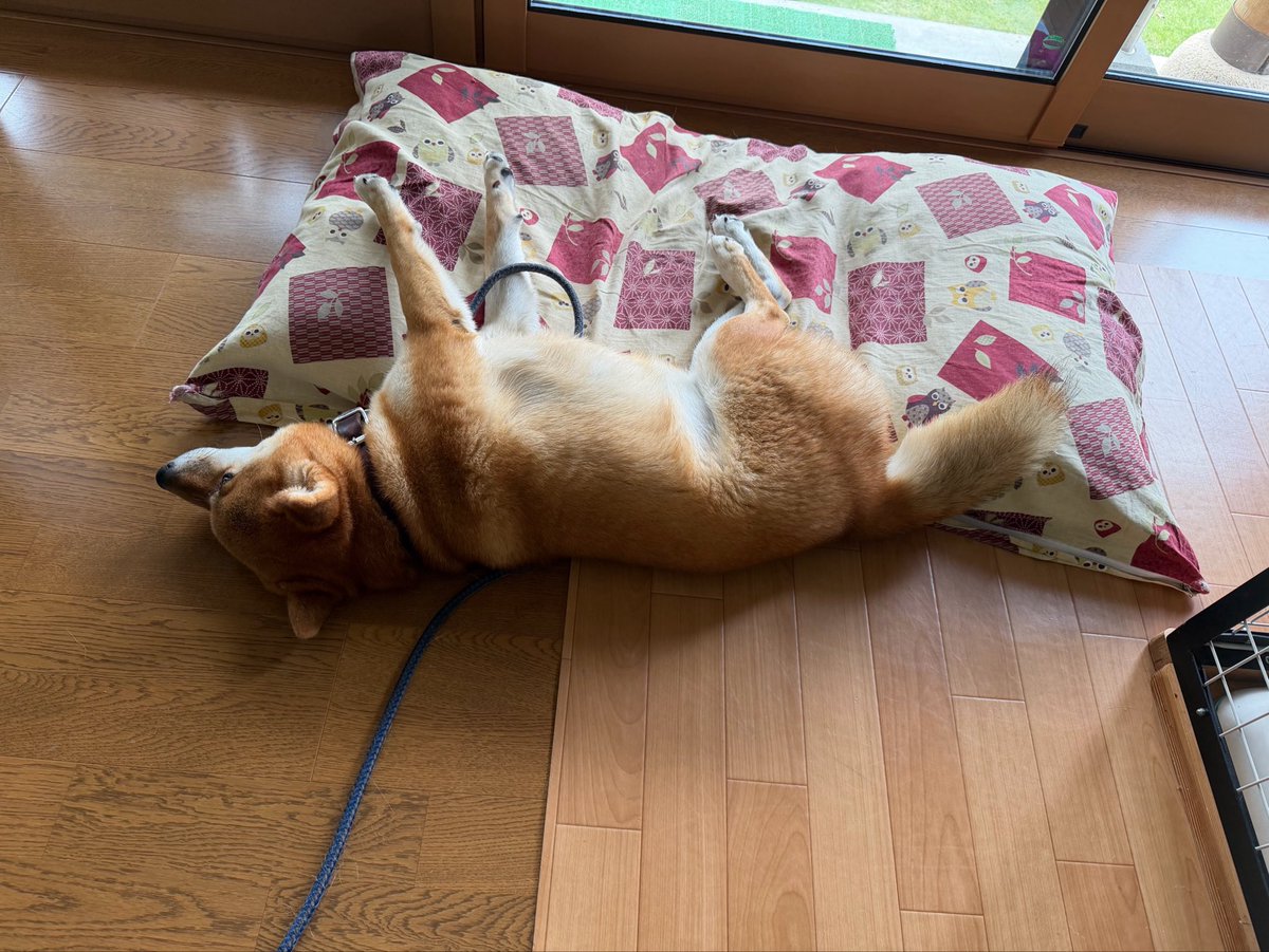 mekagiou's tweet photo. 気づいたら落ちとる。

#柴犬 https://t.co/iBQpvKrcrd