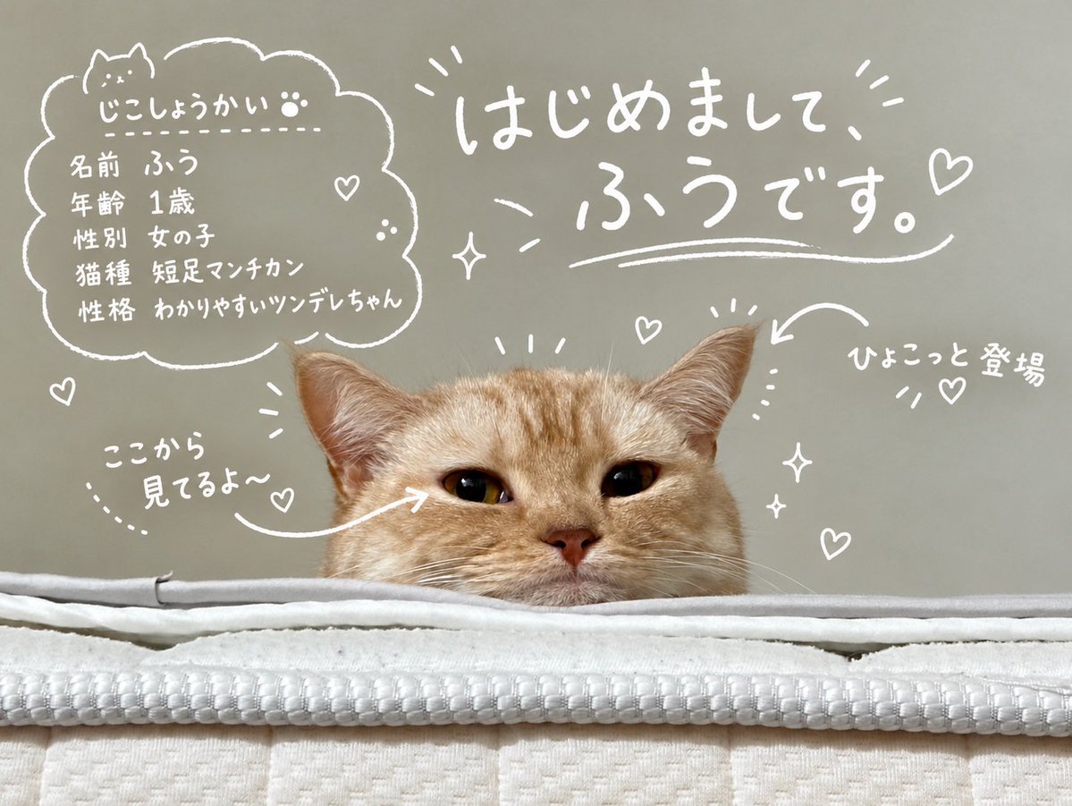 myfuu_cat's tweet photo. 自己紹介🐈🐈🐈
#myfuu #マンチカン #短足 #猫 https://t.co/LuCi32RKNu