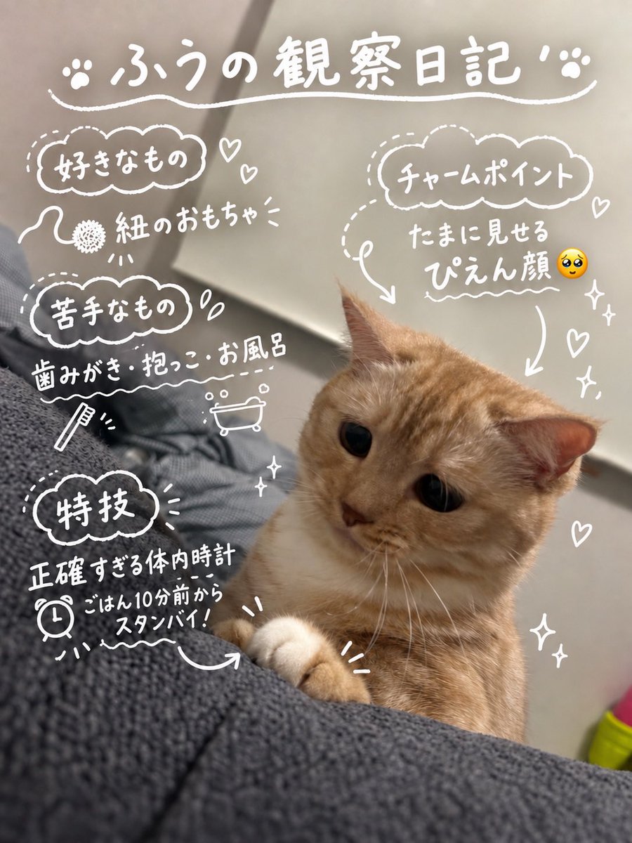 myfuu_cat's tweet photo. 自己紹介🐈🐈🐈
#myfuu #マンチカン #短足 #猫 https://t.co/LuCi32RKNu