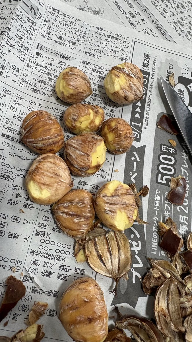 mo2hatsukune's tweet photo. 🌰 https://t.co/cIPjYk3hBk