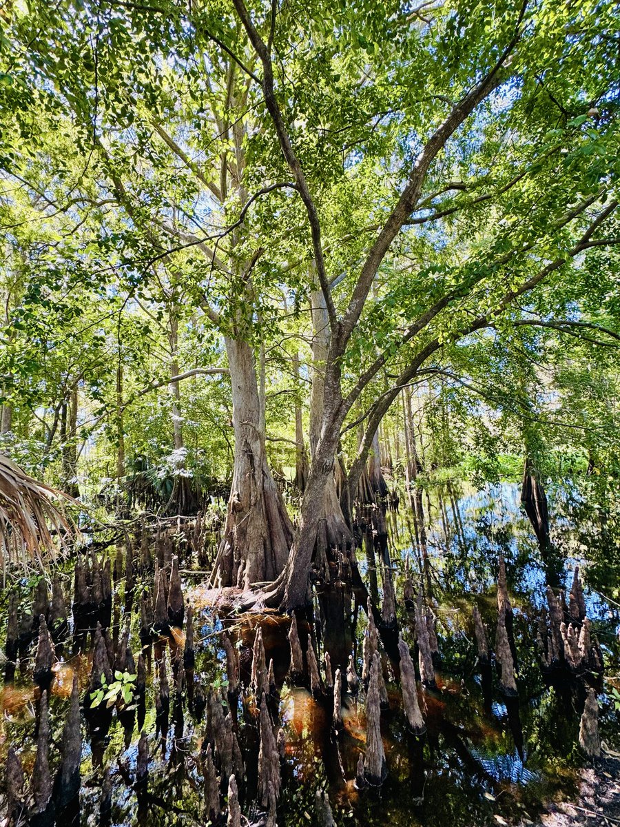dolbyl's tweet photo. "I go to Nature 🍃to be soothed and healed, and to have my senses put together." — John Burroughs #optoutside #getoutside #lovefl #nature #naturephotography #floridatrails #nationalpubliclandsday https://t.co/X4m7YlP1kZ