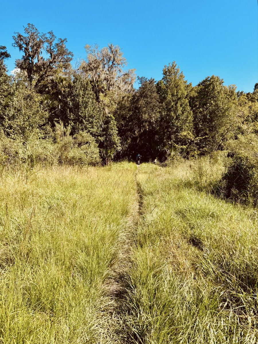 dolbyl's tweet photo. "I go to Nature 🍃to be soothed and healed, and to have my senses put together." — John Burroughs #optoutside #getoutside #lovefl #nature #naturephotography #floridatrails #nationalpubliclandsday https://t.co/X4m7YlP1kZ
