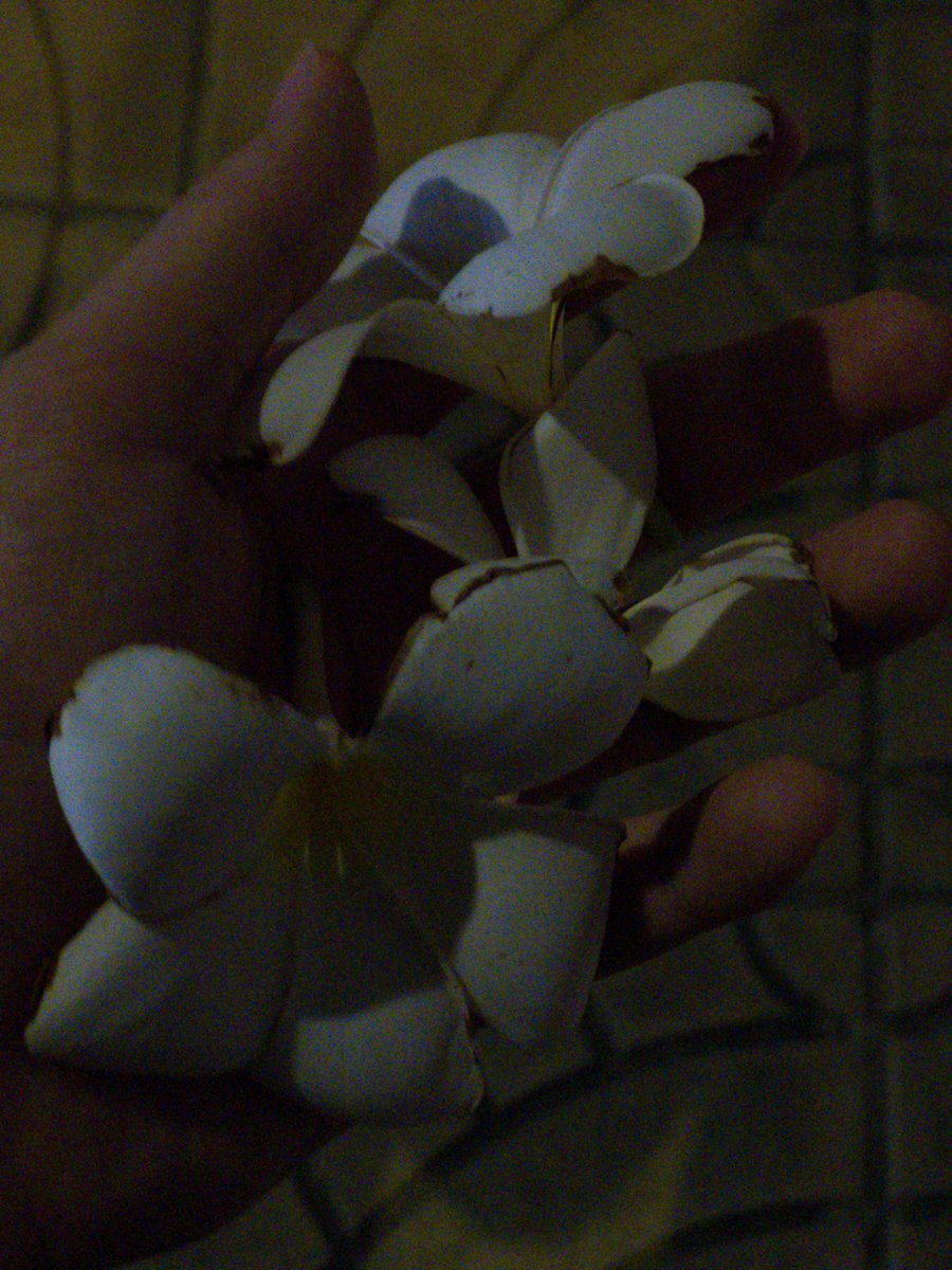 TheDot54006's tweet photo. ก็ชอบถ่ายมุ้ดแบบนี้ใครมันจะทำใม Iso สูงๆมันฟิน ถึงจามีเม็ดสีก็เถอะ https://t.co/QUgZJkGzA1