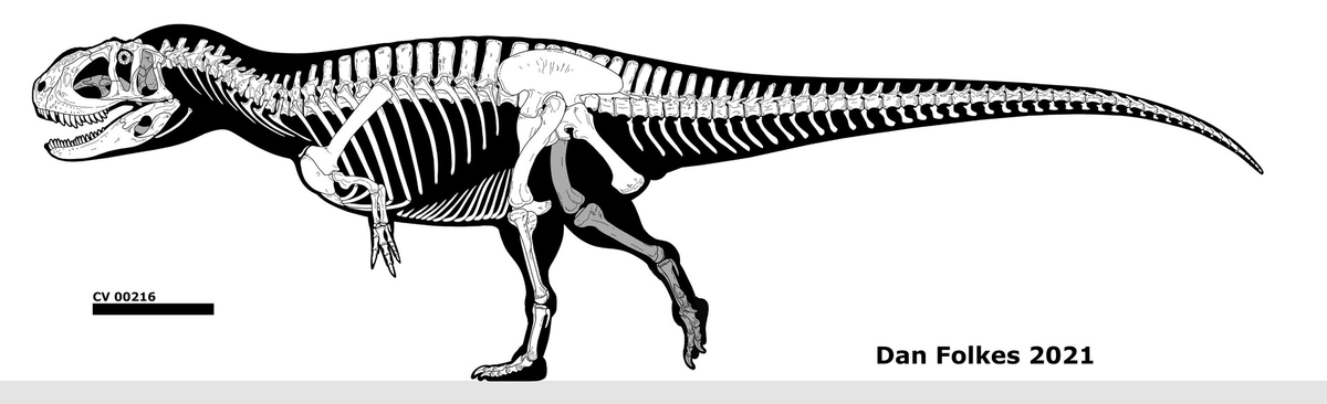 SnowyMoon69's tweet photo. @RottedH Once again, larping Yangchuanosaurus to defend jwe3's design, it's literally in the skull of the animal (last image is a sub adult) https://t.co/y34PyxdWid
