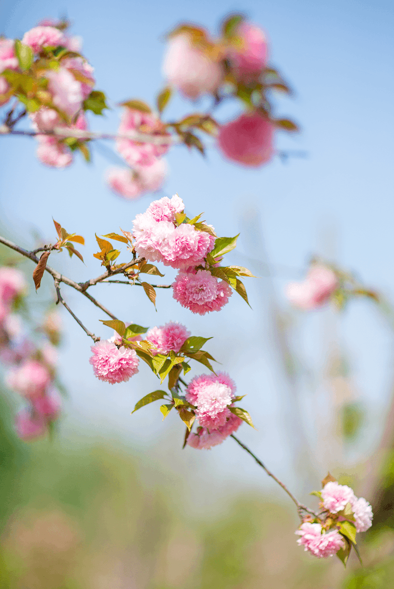 KareenLorab7mx's tweet photo. Just had an amazing 2-hour stroll through the downtown cherry blossom street! Pink petals floating in the breeze, coffee scent in the air—spring’s here early this year ， https://t.co/NAoe7NfzqV