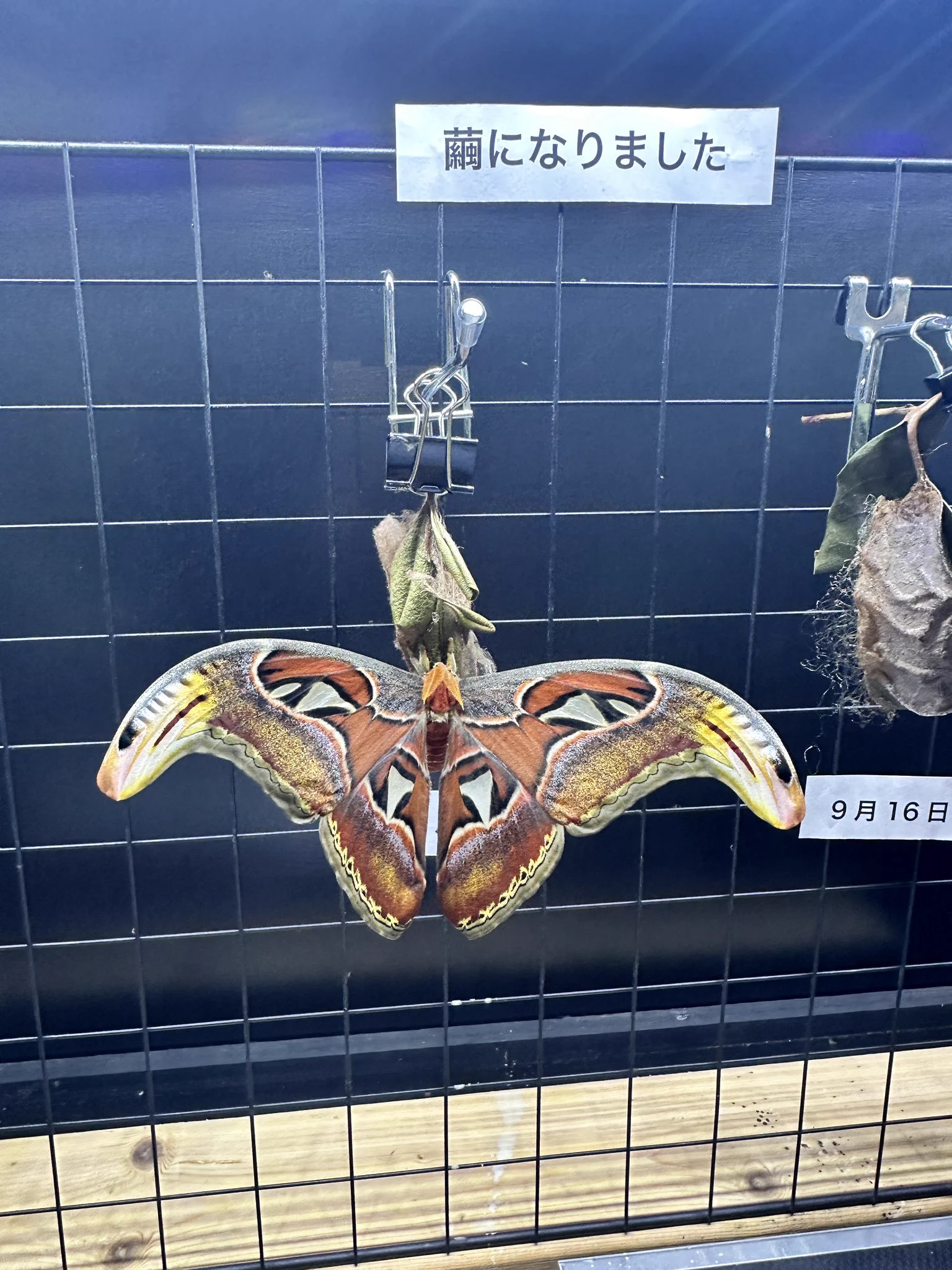 公式】アクアマリンいなわしろカワセミ水族館 on X: 