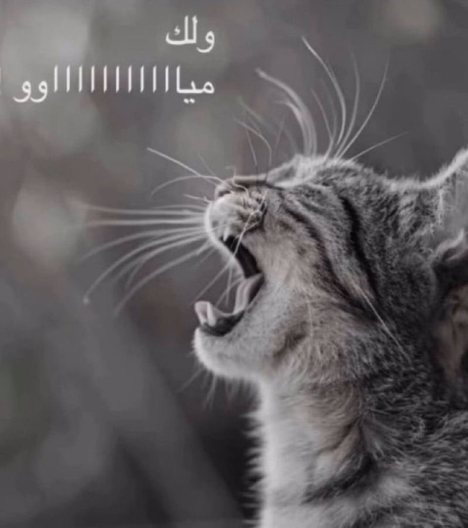 iloyv7's tweet photo. ولك خرا على هيج عيشه https://t.co/MP8JsKn10s